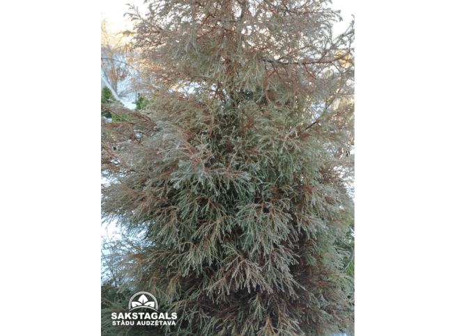 Thuja occidentalis   'Ericoides'